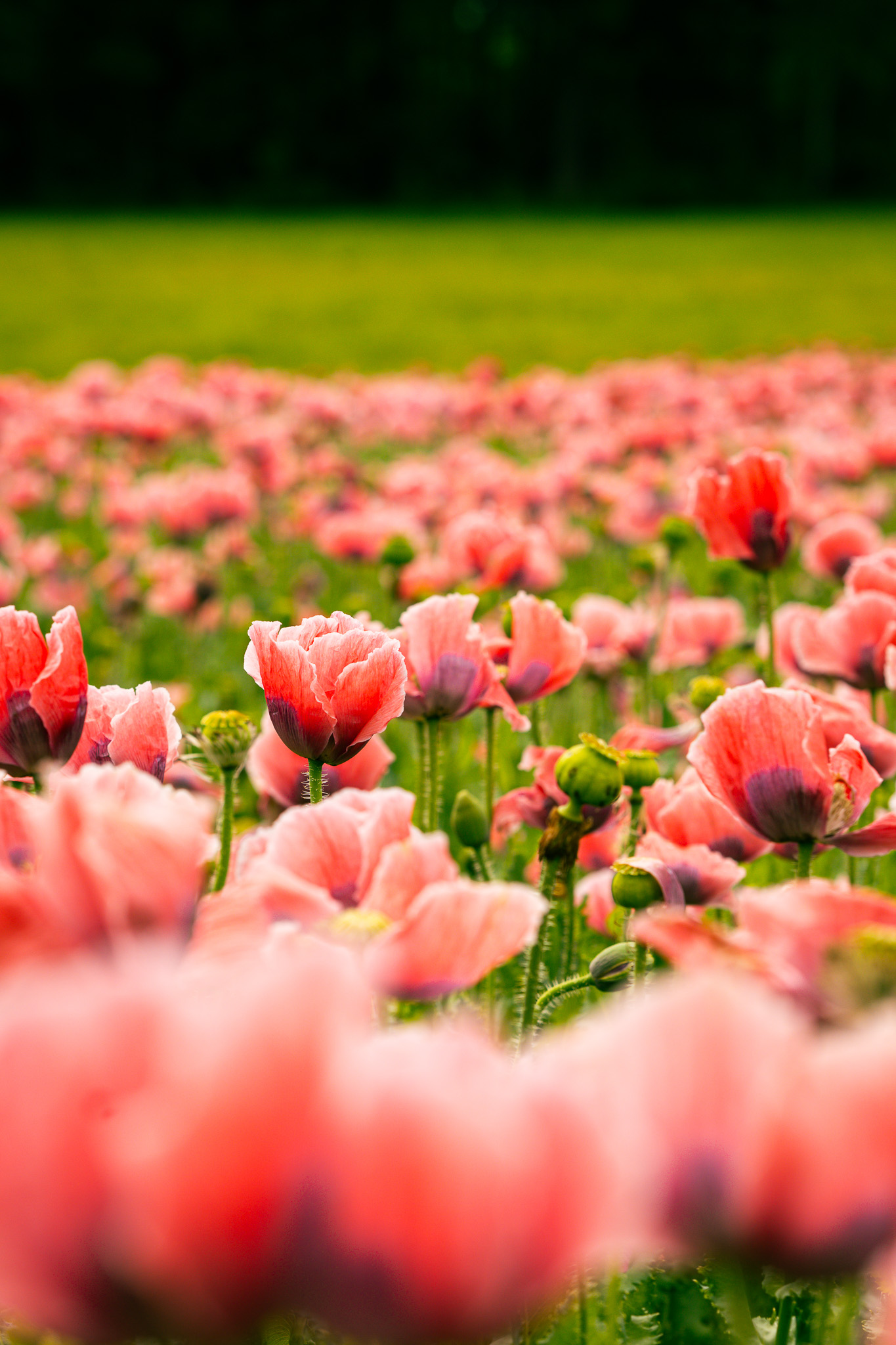 Närbild på rosa blommor i mjukt ljus.