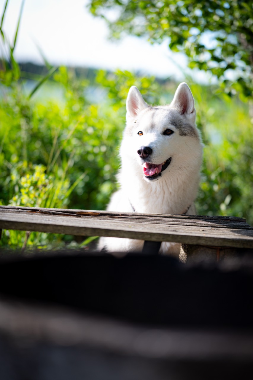 Hundporträtt i grönskande outdoor-miljö.